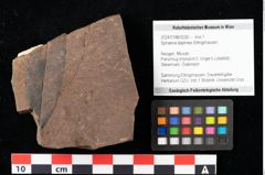 Foto (Objekt + Etikett) von Sphaeria daphnes Ettingshausen (NHMW-GEO-2024-0188-0030)